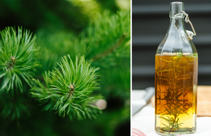Koja ljekovita svojstva imaju sirup i čaj od borovih iglica?