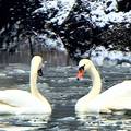 Maksimirsko jezero postalo je dom zaljubljenim labudovima