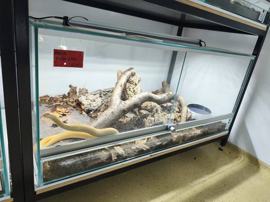 Netko je u Hrvatsku pokušao prošvercati kobre! Pogledajte što su sve oduzeli na carini!