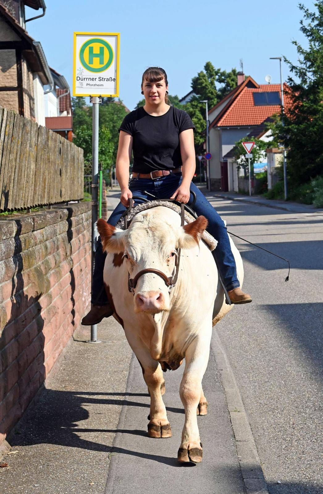 Mounted cow