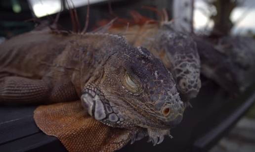 VIDEO Pazi glavu! S drve&cacute;a na Floridi padaju sle&dstrok;ene iguane