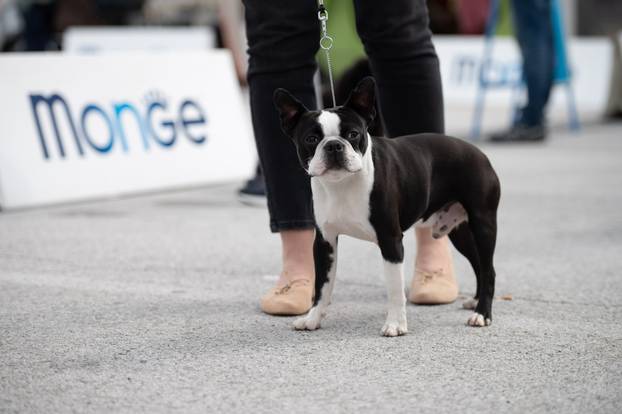 U Zaprešiću održana CAC nacionalna izložba pasa