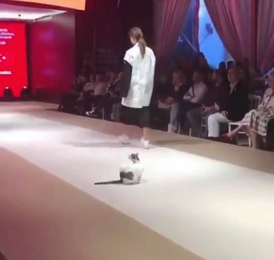 Nepozvana gošća: Maca upala na reviju, šetala i dirala modele