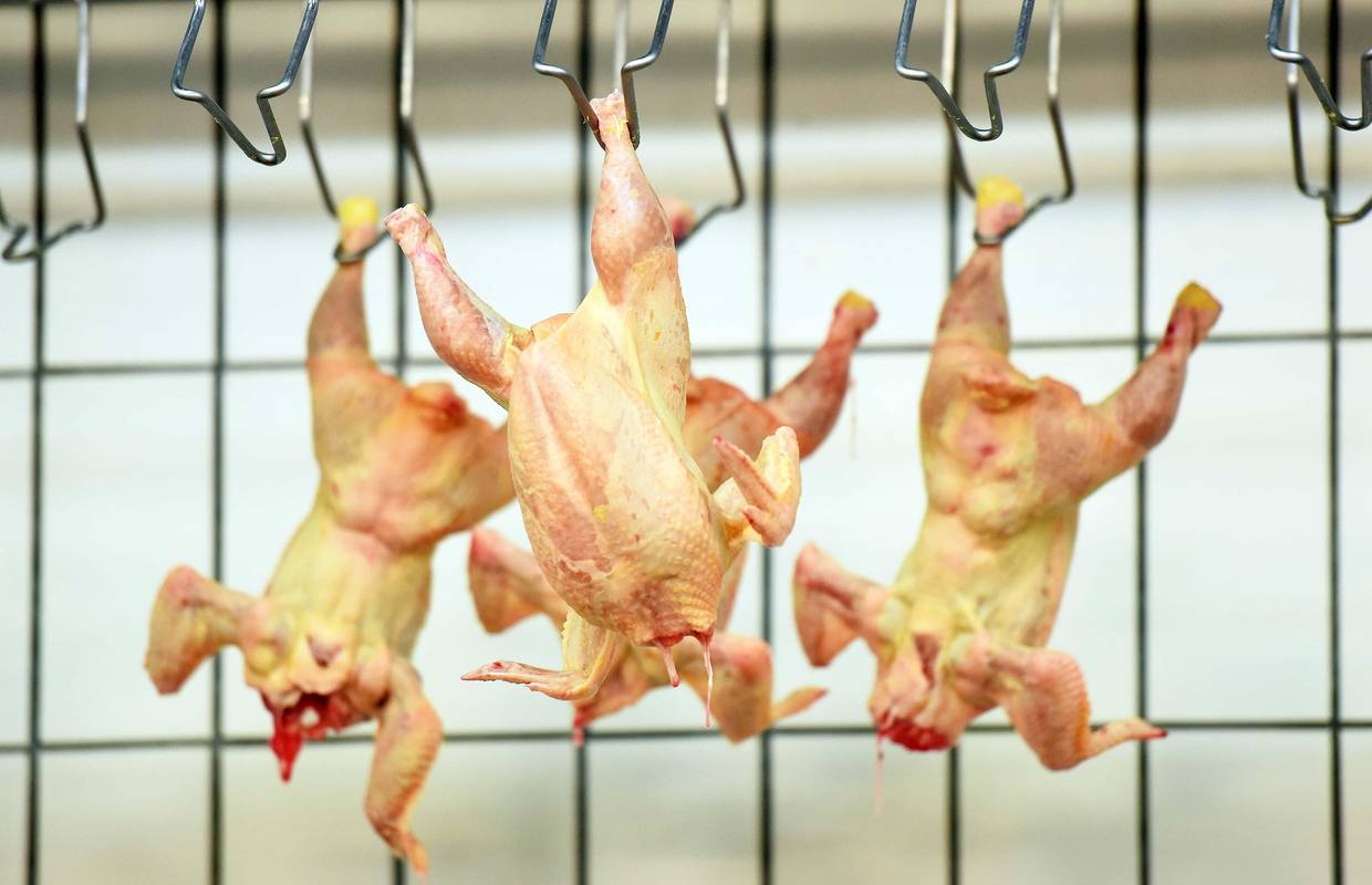 U piletini uvezenoj iz Bosne i Hercegovine našli salmonelu