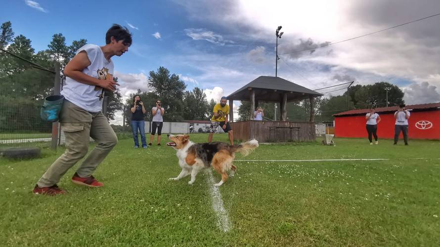 Kujica Kota nova je rekorderka - hoda unatraške na pet metara