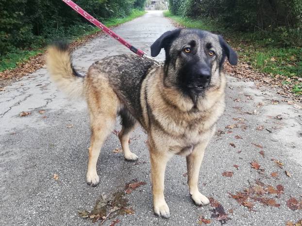 FOTO Ove predivne njuške traže dom: Pružite im priliku za sreću!