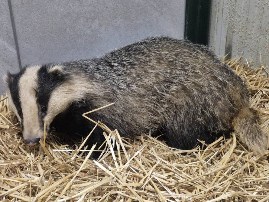 FOTO Jazavac stigao u centar Zagreba: 'Zaspao je na balkonu'