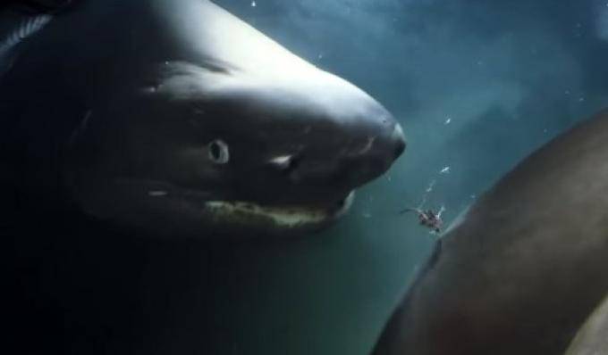 Opasnost iz dubina: Gigantski morski psi napali podmornicu
