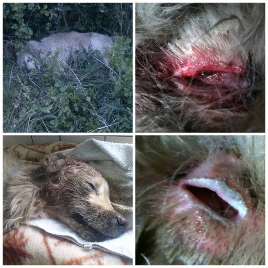 Udruga Pobjede Osijek