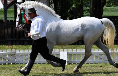 VIDEO Lipicanac šampion: 'Moj pastuh Zenta godišnje skoči na 80 kobila. Svi su potomci lijepi'