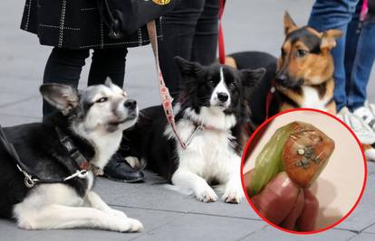 Policija godinu dana ne može uloviti trovača pasa u Zagrebu