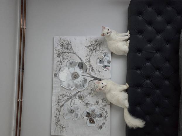 SUPER FOTKE vaših ljubimaca! Neki bi mogli biti viralni hit, ali svi su jednostavno neodoljivi