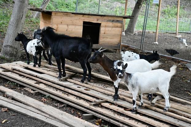 FOTO Kokoši, peseki, konji... Evo što sve skriva Enin ranč pun ljubavi: 'Oni su moji ljubimci!'
