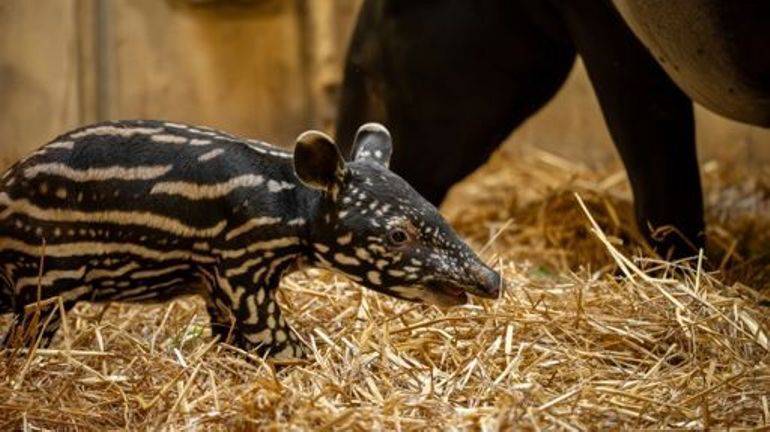 Prinova u belgijskom ZOO-u: Rodila se beba najvećeg tapira!