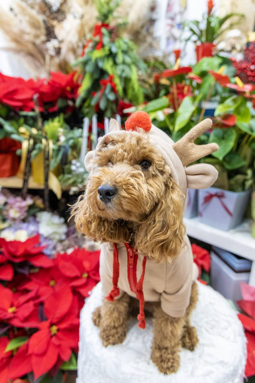 24sata: Pula: Pas pozira ispred cvjećarnice i glumi soba