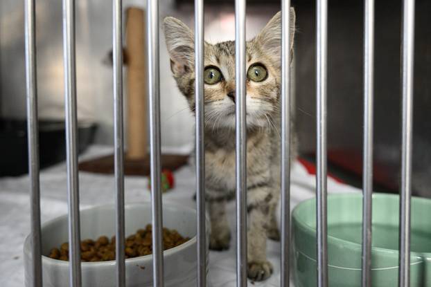 U skloništu Dumovec održan je prvi Dumovečki buvljak na kojem su građani mogli posjetiti sklonište te upoznati pse i mačke