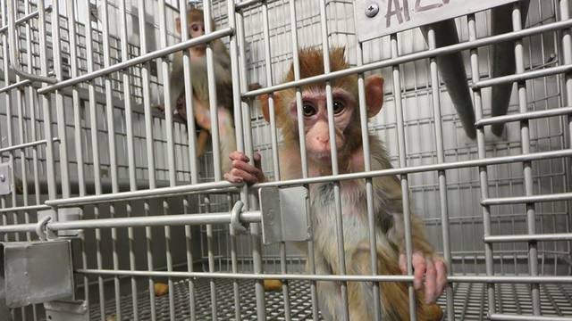 Majmuni u laboratoriju