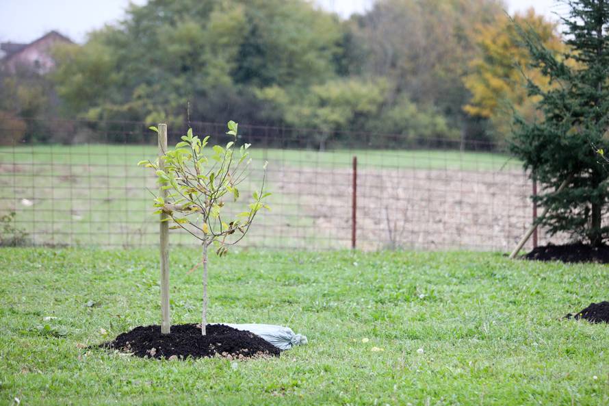 Zagreb: Oko crkve BDM Anđeoske u Dubravi zasađeno je 250 mladih stabala
