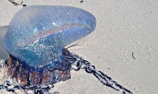 Ne dirajte ju: U Jadranu se pojavila smrtonosna meduza