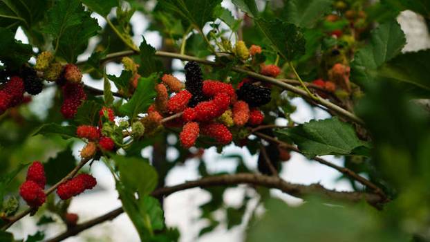Osam stabala koje ne biste trebali saditi u vrtu blizu kuće