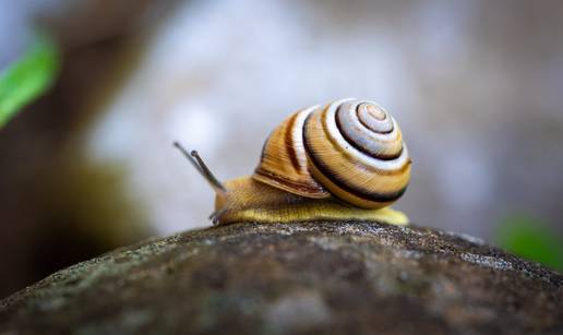 Puževi vam uništavaju vrt? Evo kako ih se najlakše riješiti