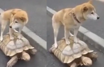 Kakva lijenčina: Pas se 'bez pardona' provozao na kornjači