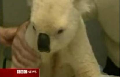 Rijedak bijeli koala Mick pronađen u Australiji
