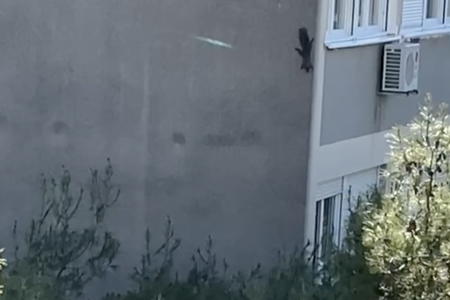 Vjeverica hoda po zgradi - Split