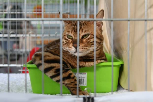 Bjelovar: Međunarodna izložba pasminskih mačaka u organizaciji Saveza felinoloških društava Hrvatske