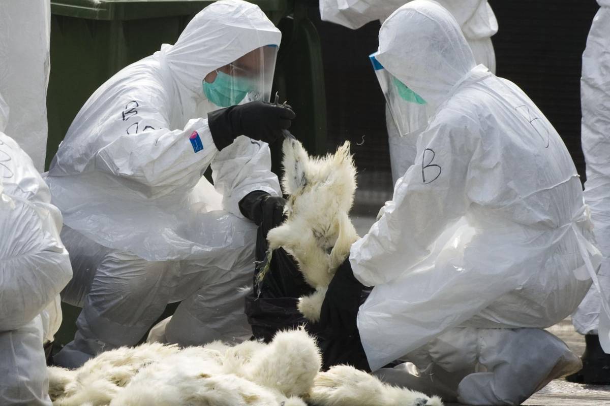 Kina: Prvi slučaj ptičje gripe H10N3, zarazio se muškarac