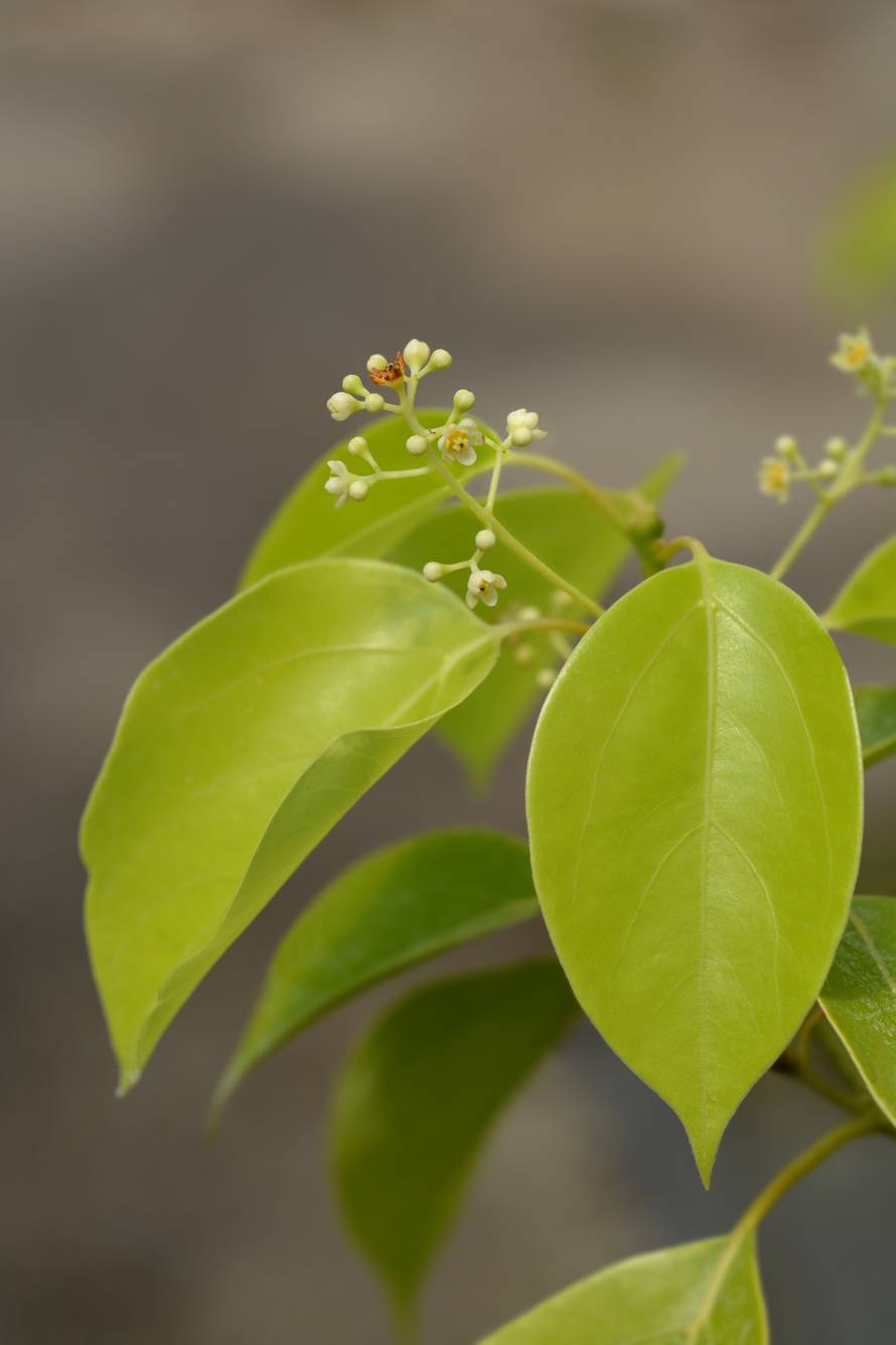 Drvo kamfora: Eterično ulje pomaže kod bolova, ali u većim količinama može biti otrovan