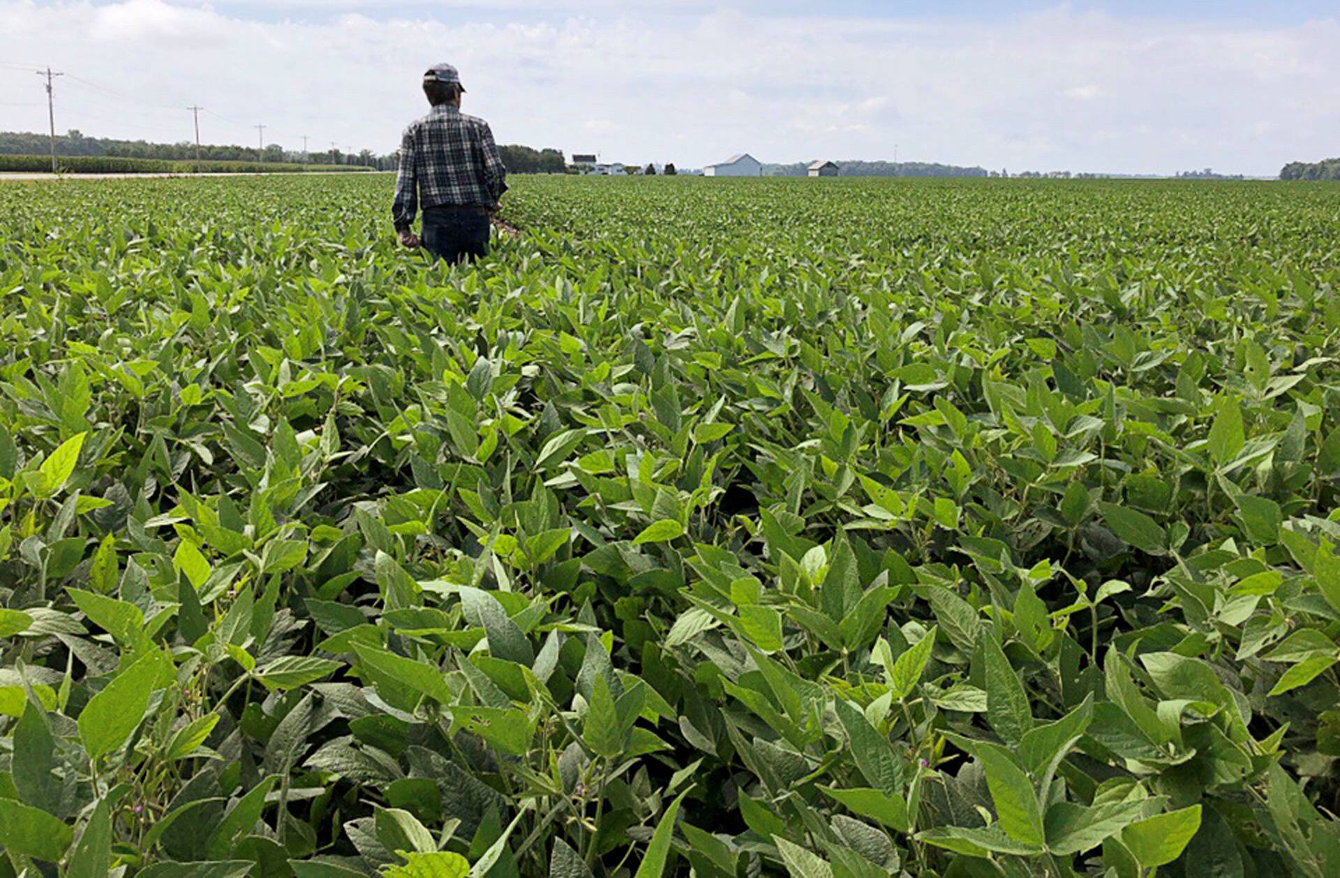 FILE PHOTO: A crop scout walks through a soybean field to check on crops in Allen County, Indiana