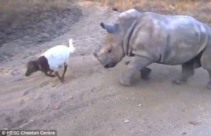 Pogledajte kako nosorog oponaša frendicu kozu