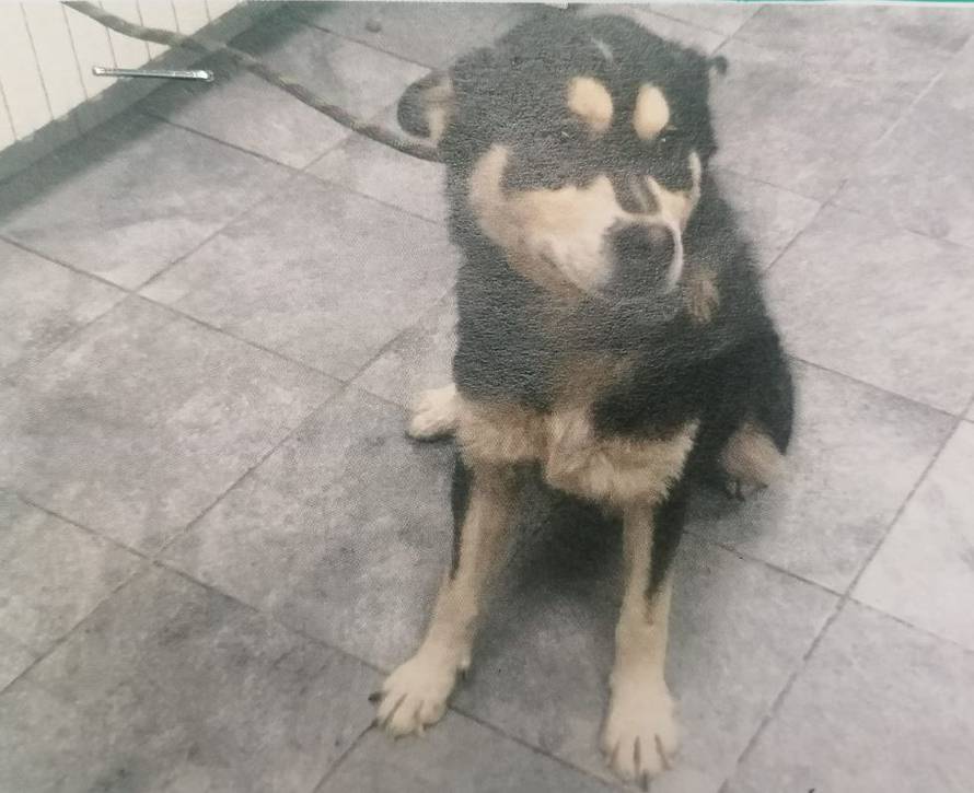 I ljubimci stradali u potresu sada trebaju krov nad glavom