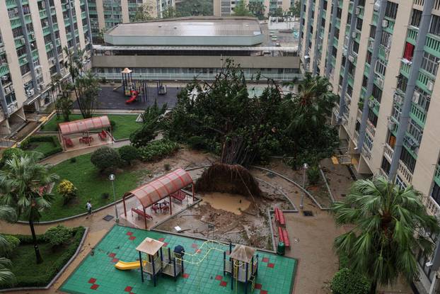 A tree lies toppled by Super Typhoon Ragasa’s fierce winds in Hong Kong