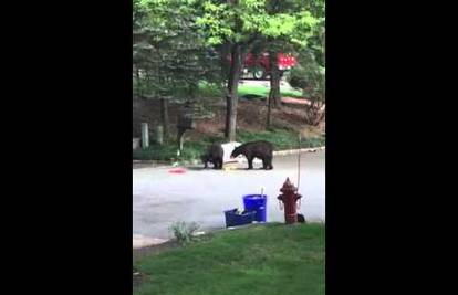 Žestoka svađa: Medvjedi se potukli zbog kante za smeće