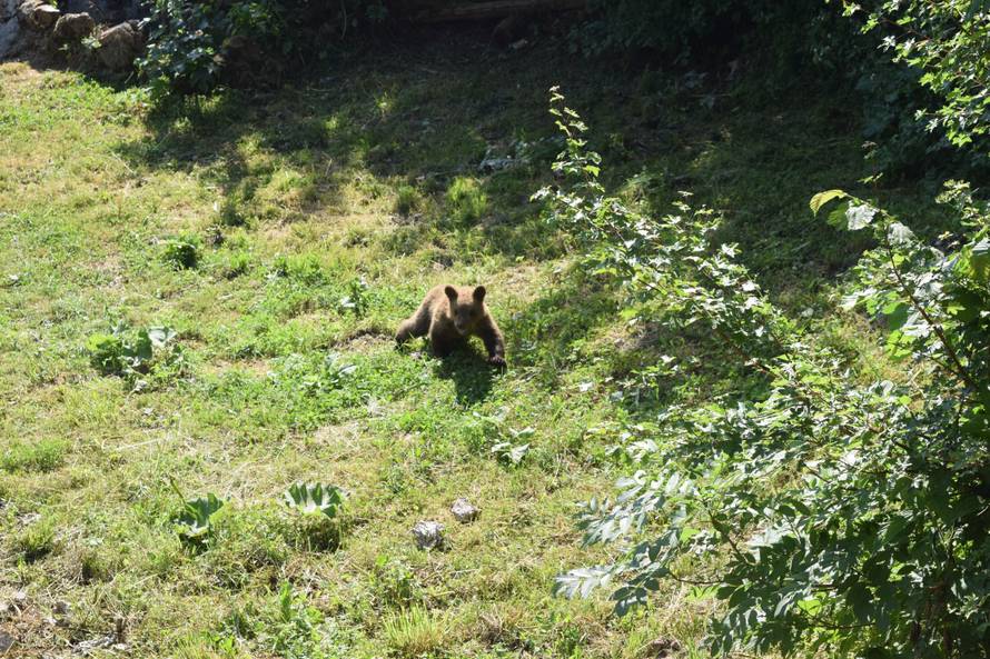Medo Matija, mladunče-siroče, napokon je stigao u utočište