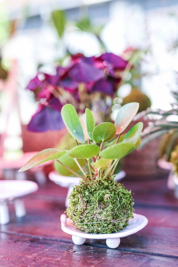 Zagreb: Izložba biljaka Plant market