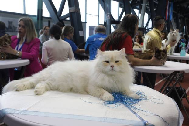 Rijeka: Međunarodna izložba mačaka