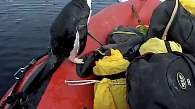 Iznenađenje! Pingvin uskočio u čamac istraživača Antarktike