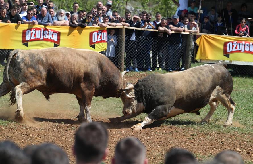 'Ne damo Peronji da viđa krave prije borbe. On bi se zaljubio!'
