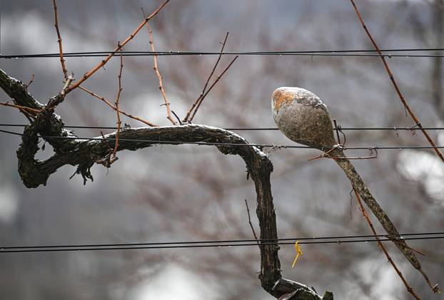 Snijeg u samoborskom gorju
