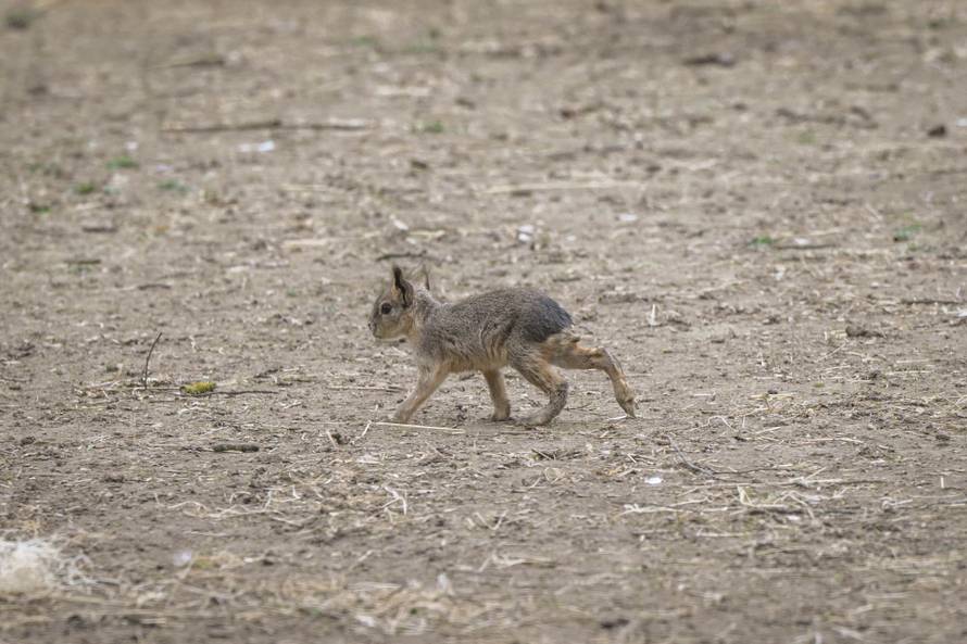 24sata Zagreb: Rodilište u Zoološkom vrtu
