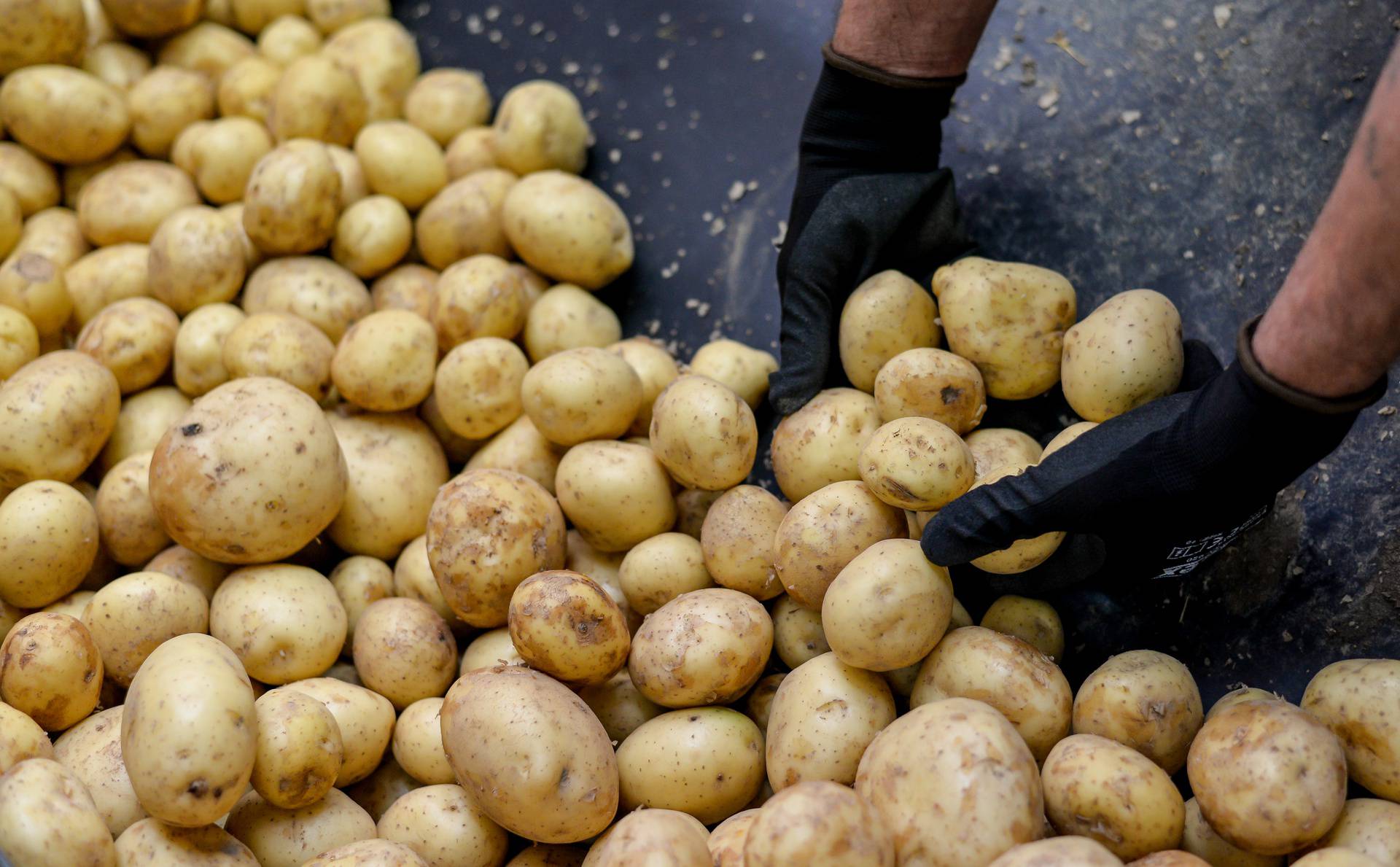 Ova međimurska tvrtka oduševit će vas svojom pričom o uspjehu, a saznat ćete i kako nastaje krumpir koji svakodnevno jedemo
