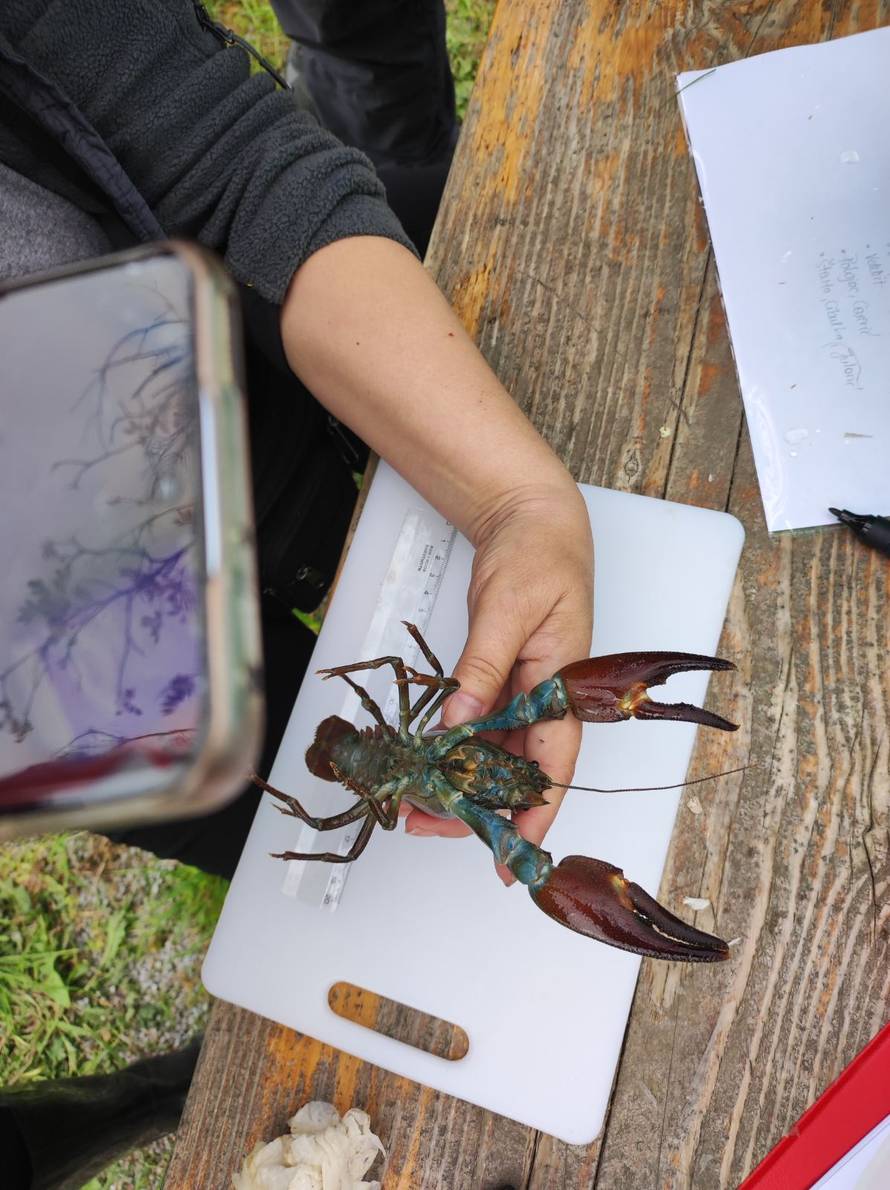 Signalni rak prijeti Plitvičkim jezerima: 'Jede sve što stigne, zbog njega se urušava obala'