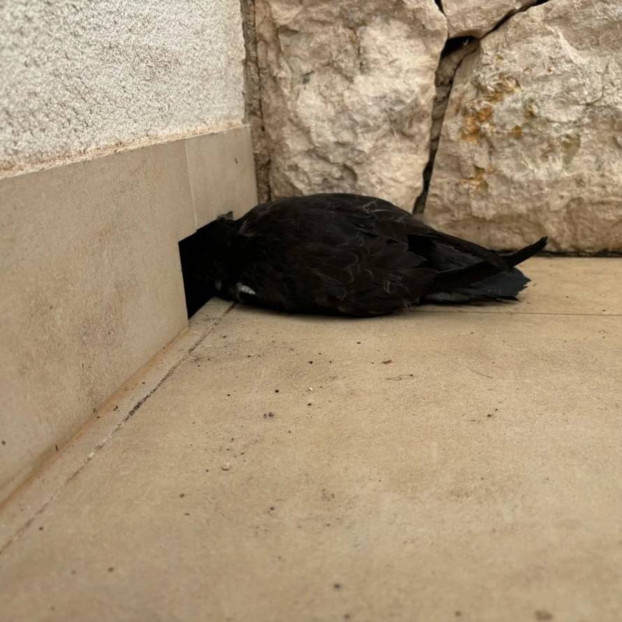 FOTO Na Lastovu spasili rijetku pticu: 'Ptić se izlegao iz jajeta koje nesu jednom godišnje'