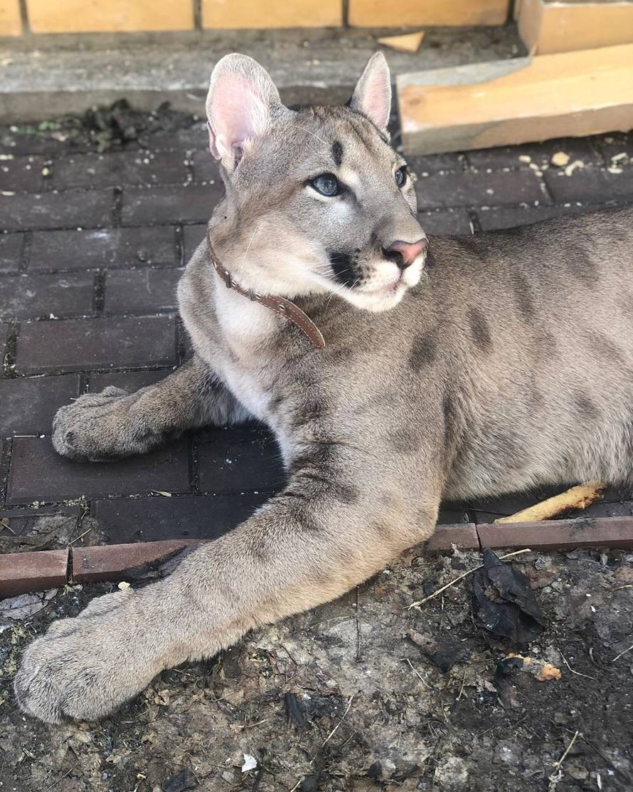 Živi s pumom: 'Zbog korone i ona pere šape koliko i mi ruke'