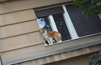 Pas je zapeo na prozoru na prvom katu zgrade u Zagrebu 