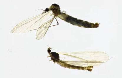 Pronašli su novu vrstu insekta u Neretvi, dobio naziv po toj rijeci
