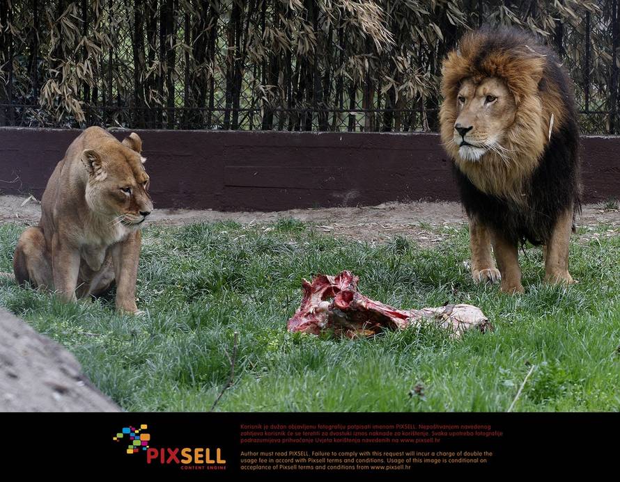 Marko Mrkonjić/PIXSELL
